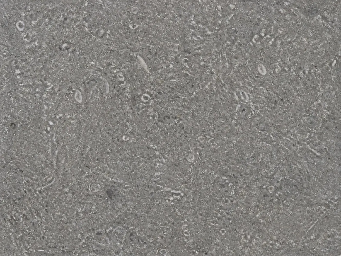 Close macro view of the surface of mid-grey Shahabad limestone, fine grain and light fossil detail