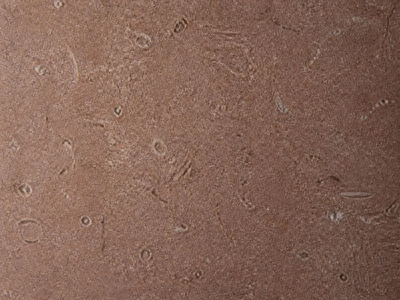 Close macro view of the surface of reddish brown Shahabad limestone, fine grain and light fossil detail