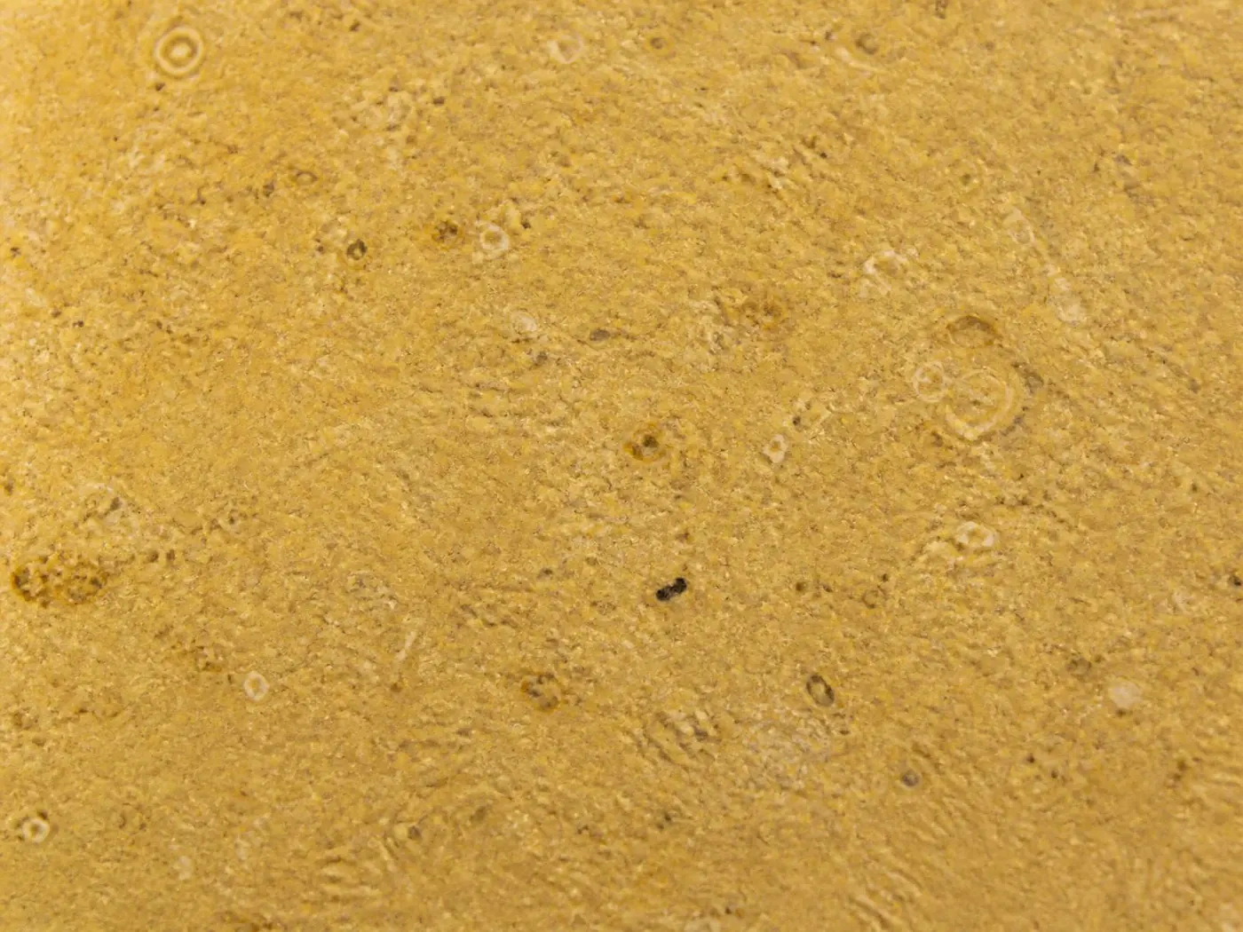 Close macro view of the surface of golden yellow Shahabad limestone, fine grain and light fossil detail